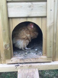 Buff orpington chicken coop