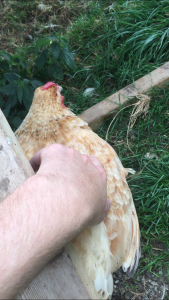 Buff orpington friendly