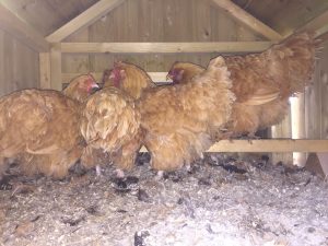 Buff orpington chicken on roost