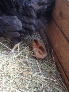 day old straight run chick