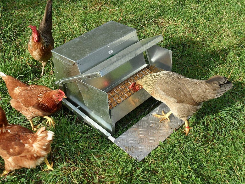 grandpas chicken feeder feeding chickens