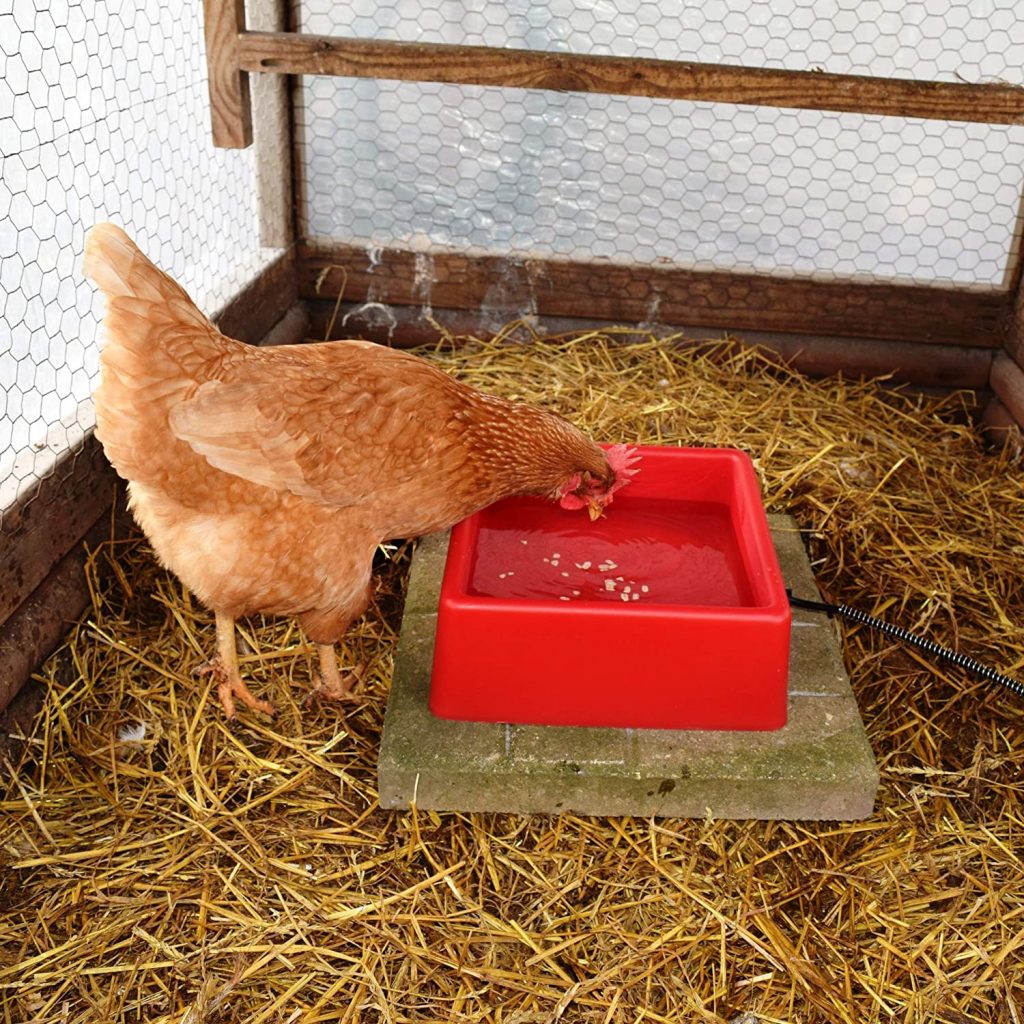 Heated Chicken Waterer Whats Best & Running Costs