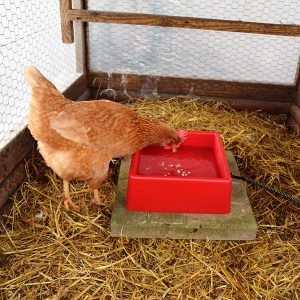 Heated poultry bowl