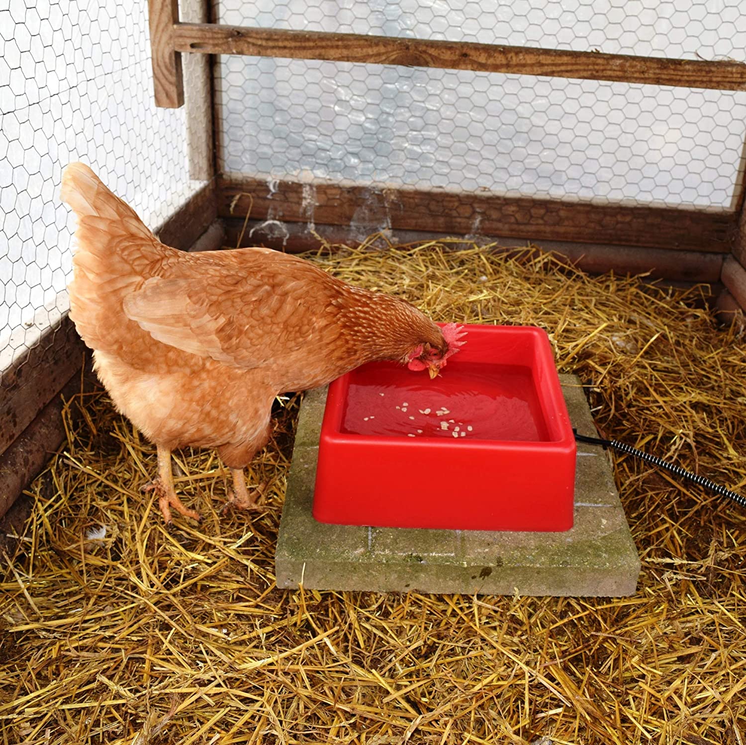 Heated Chicken Waterer Whats Best & Running Costs