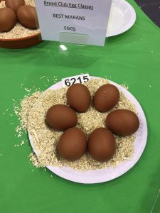 Dark Maran Eggs