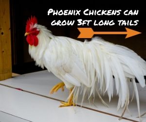 phoenix chicken tail length