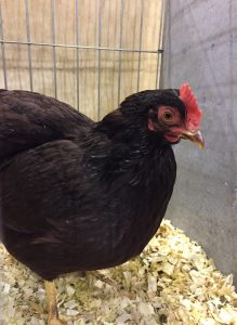 Rhode Island Red Hen