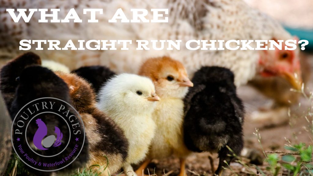 what are straight run chickens