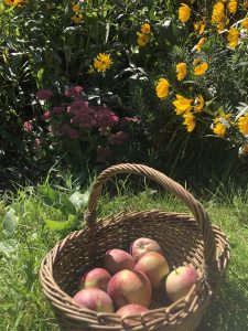 organic apples for chickens