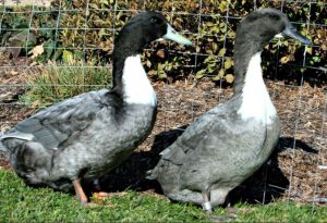 blue swedish ducks