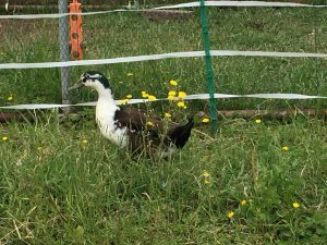 chicken coop with electric fence