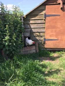 chicken in walk in chicken coop