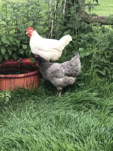 chickens drinking water