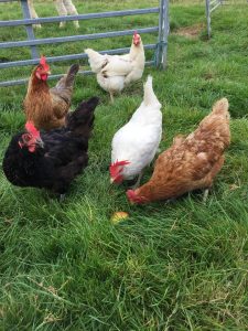 chickens eating an apple