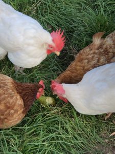 chickens eating a pear