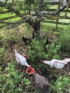 feeding free range chicken