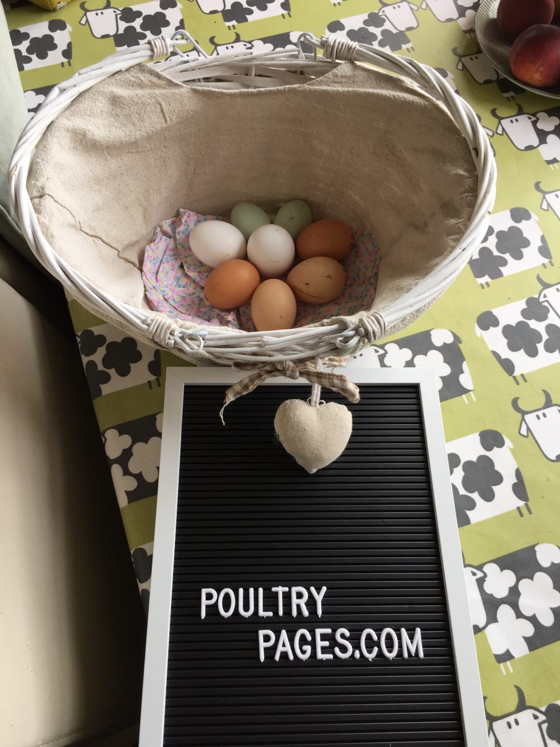 Apple Cider Vinegar for Chickens Benefits & Mixing Ratio Explained