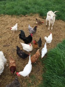 flock of chickens with goat