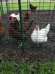 omlet walk in chicken run