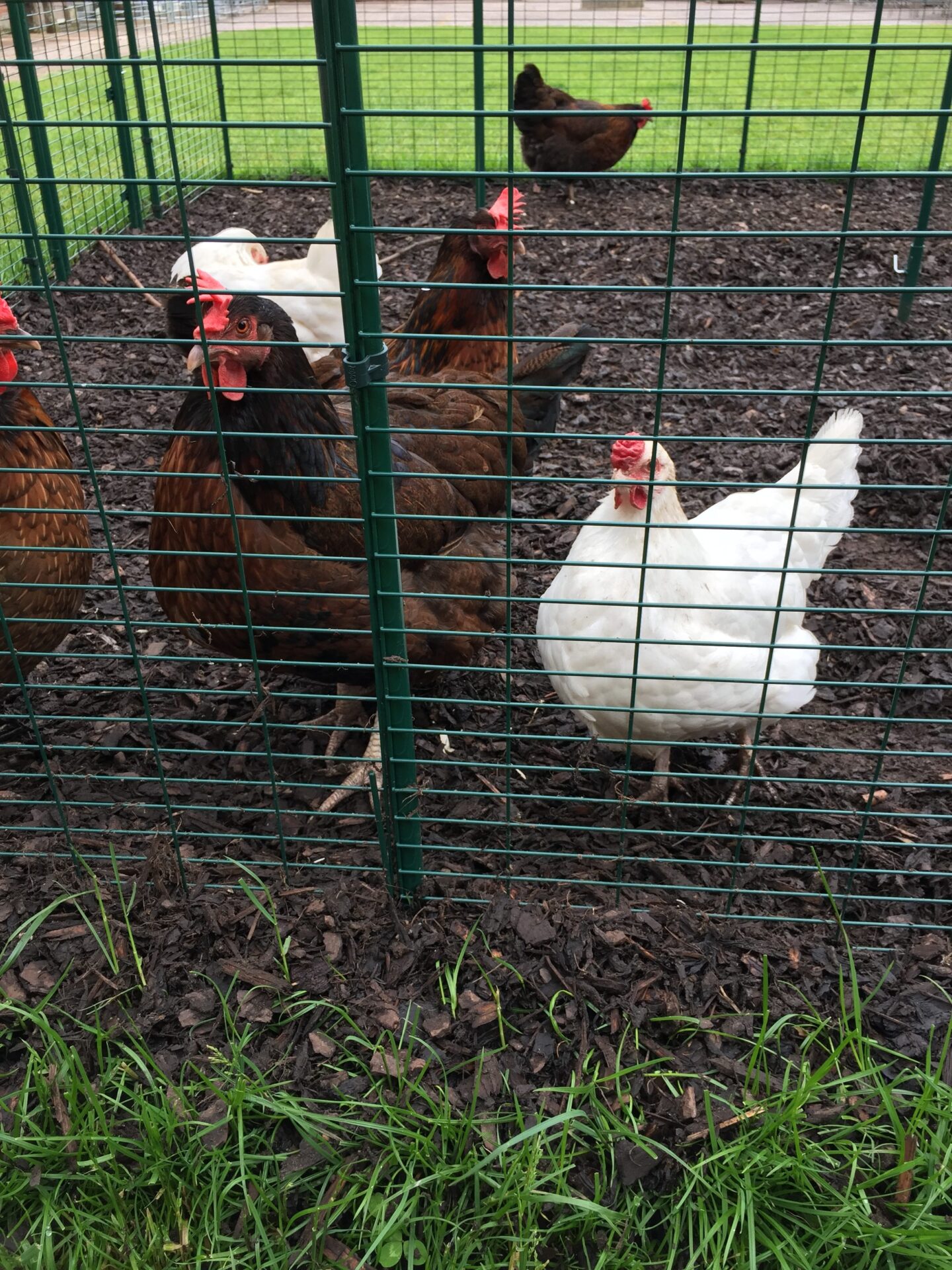 Omlet Chicken Fencing, Poultry Netting for Chickens