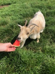 white goat free range with horns eating