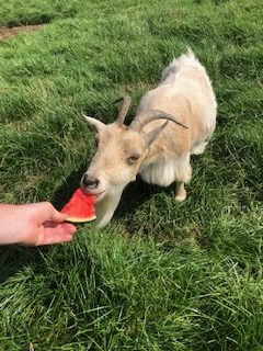 white goat free range with horns eating