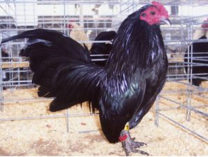 Black Old English Game Bantam Rooster