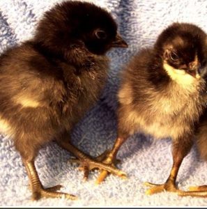 Black Old English Game Bantam chicks