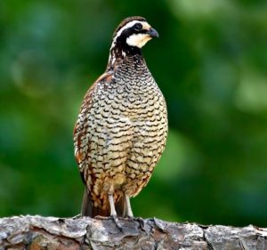 Bobwhite Quail