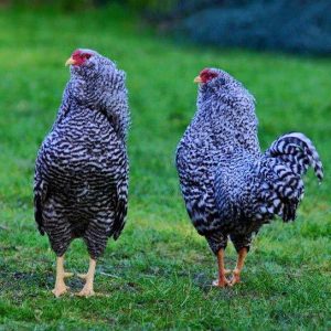 Cuckoo Bantam Orloff