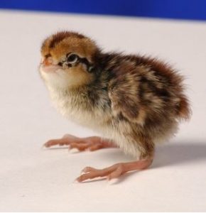 day old bobwhite quail