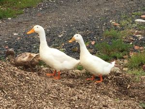 Foraging free range ducks