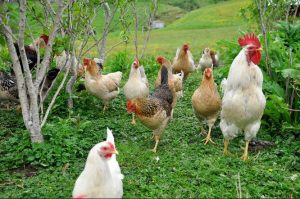 Icelandic chickens