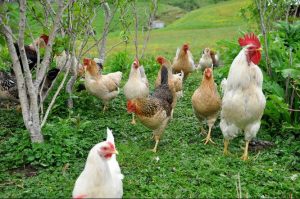 Icelandic chickens