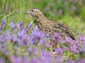 coturnix quail