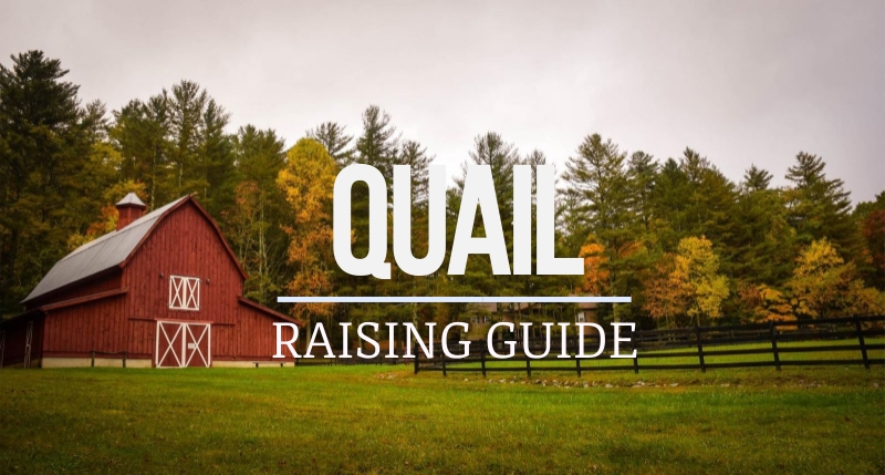 guide to raising quail