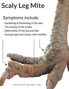 scaly leg mite symptoms