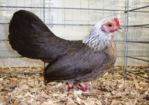 Silver duckwing old English game bantam hen