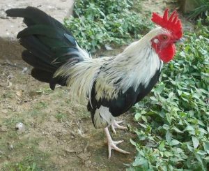 Silver Duckwing OEGB Rooster