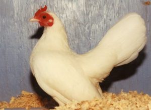 White old english game bantam