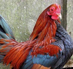 black brested red old English game bantam 