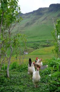 free range icelandic chickens