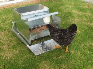 grandpa chicken feeder chicken feeding