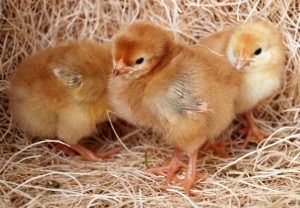 new hampshire chicks