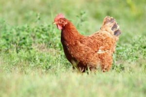new hampshire red hen