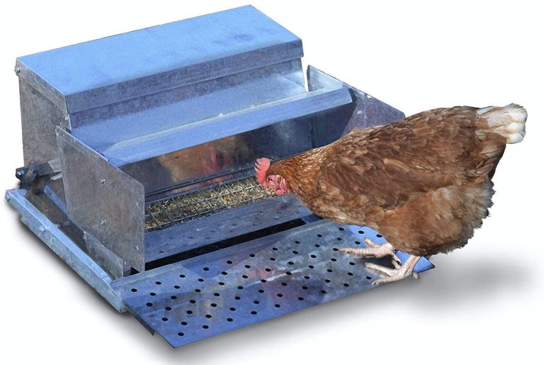 Waterproof & Rat Proof Treadle Chicken Feeders [3 Best Reviewed]