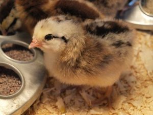 Ameraucana chick