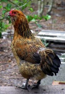 Ameraucana chicken