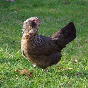 Ameraucana chicken beard muff