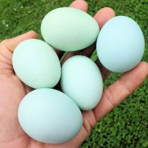 Ameraucana chicken eggs